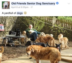 traversefamilypicnic: is the old friends senior dog sanctuary