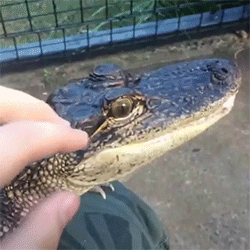 bbgurlwthacurl:  toocooltobehipster:  LOOK AT THIS CROCODILE