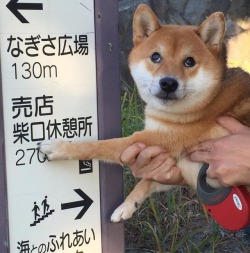 shiba500:  柴犬休憩所はこちらです…ってそれが人を案内する態度か😑