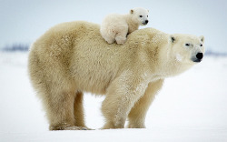 Bear-back rider