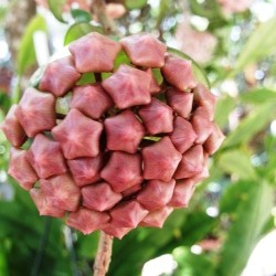 pomp-adourable:  The lovely Hoya Vine I have growing in my back