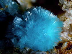 underthescopeminerals:  Aurichalcite Locality: Rohdenhaus Quarry