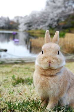 llbwwb:  For the bunny lovers:) Rabbit by Yuki Matsukura   I