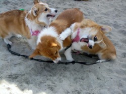 twosillycorgis:  Some photos my mom took from Mr. Pickles’