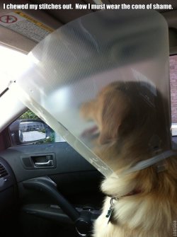 dogshaming:  Bailey in the Cone of Shame.  Bailey chewed her