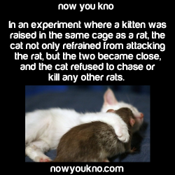 mymanymanyinterests:  nowyoukno:  Source for more facts follow NowYouKno