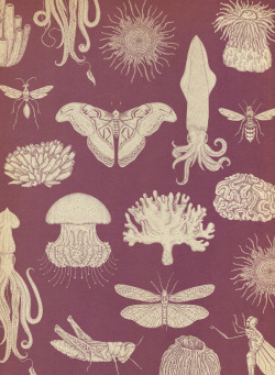 katie-scott:  Invertebrates wallpaper in Animalium 