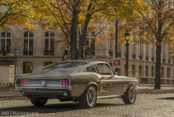 Ford Mustangs