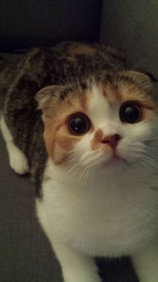 carlosvlstr:  Our new scottish fold kitten, Molly!