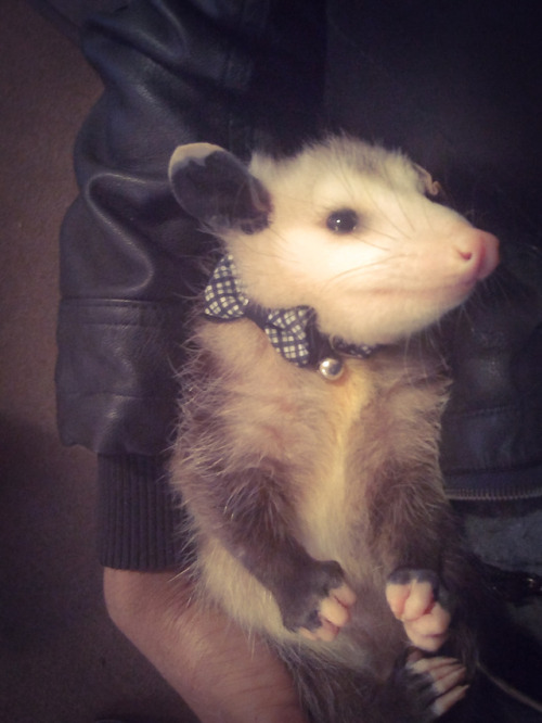 nergaltheopossum:Excuse me, I’m a bit bow-tied up with a photoshoot. I love the camera so much, most of the time you’ll catch me staring directly at it.