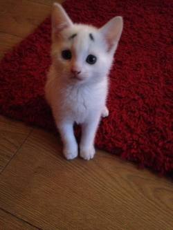 thatsthat24:  catsbeaversandducks:  Meet Gary The Concerned KittenThe