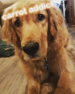 golden-rhaegar-retriever:  i just love those carrots so much