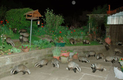 blackfeathr:  Theres WAY too many badgers The brochure said thered