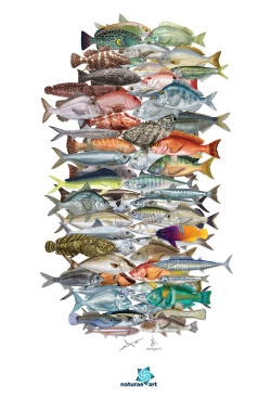 naturaeart: Lots and lots of fishes from the gulf of Mexico Scientific