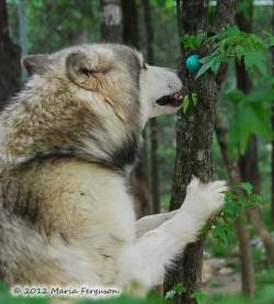 wolveswolves: Easter egg hunt at the Wolf Howl Animal Preserve