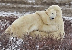 bear-pictures:  Polar Bros Hugging it Out 