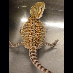 Alli B. Gator taking a bath. #beardeddragon #beardie #reptile