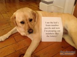 dogshaming:  Come On Number 9! “I ate the kid’s foam