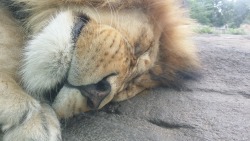 awwww-cute:  This guy was snuggled against the glass at the zoo