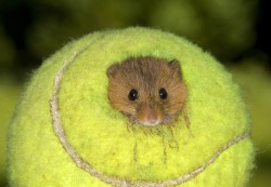 sixpenceee:  Used Wimbledon Tennis Balls Become Tiny Homes for