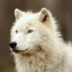 beautiful-wildlife:  Artic Wolf by Natally
