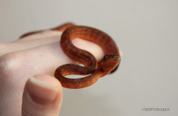 crispysnakes:  Teeny #2 Jamaican Boa (Epicrates subflavus) 