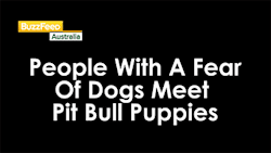 sizvideos:People with fear of dogs meet cute Pit Bull puppies! - watch their reaction
