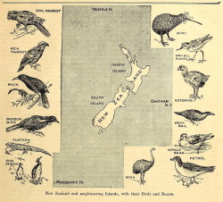 nemfrog:  New Zealand fauna. Chatterbox. 1911.