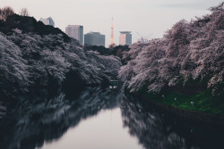 takashiyasui: Chidorigafuchi