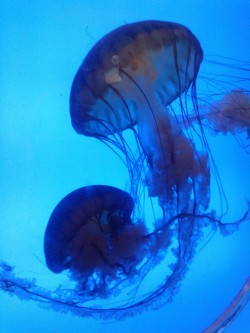Some highlights from our trip to the aquarium in Denver. The
