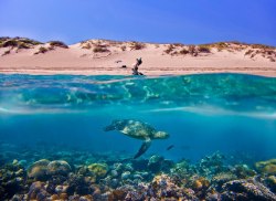 Ancient mariner (Coral Bay, Western Australia)