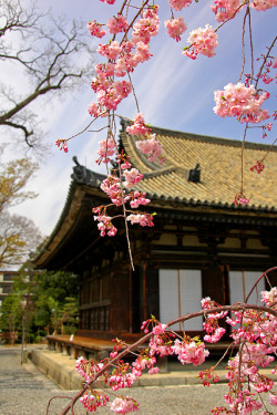 dystopianvacay:  Sakura