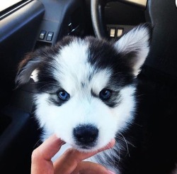 babyanimalgifs: Those eyes are breathtaking <3 Cutiepupper~!