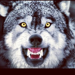 #wolfwednesday up in this bitch. #awhooo #wolfknives #wolf #alpha