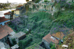 architectureofdoom:  Postcards from Portugal II - Overgrown by