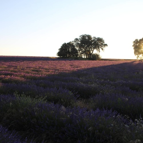 Amaneciendo en los campos de La Lavanda. 7,00 y ya hay gente,