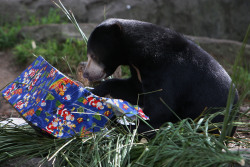 gettyimages:  Taronga Zoo Animals Recieve Christmas Gifts A Sun