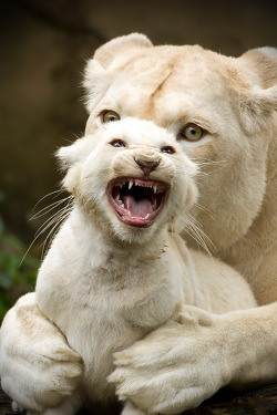 plasmatics-life:  White Lions ~ By Karin Vogt 