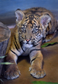 sdzsafaripark:  Sumatran Tiger Cub Suka by Ion Moe  