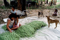 unrar:    Philippines, Negros 1986. Peasants living in bamboo