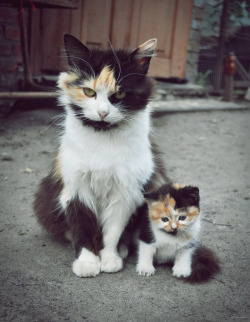 roninwarriorsfanatic:  awesome-picz:  Cats With Their Cute Mini-Mes