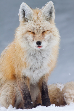  500px: What does the fox say? ~ By Jess Findlay »    