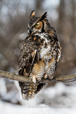 cloudyowl:  Great Horned Owl by Keith French Sr. 