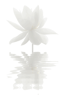 fetenoir:  White Lotus Flower Reflections by Bahman Farzad on
