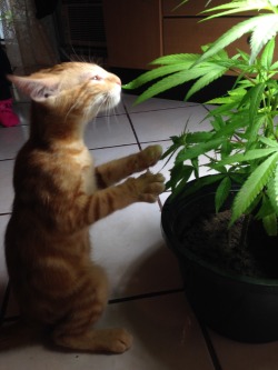 lostinrapmusic: weed got the cat looking like master splinter.