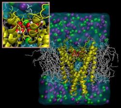 currentsinbiology:  Water molecules control inactivation and