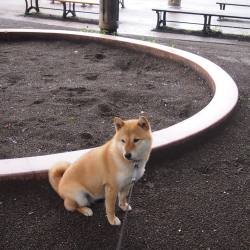 shibainu-komugi:  また今日も雨だね #shiba #dog #komugi