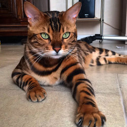 wordsnquotes:  culturenlifestyle: Energetic Bengal Cat Called