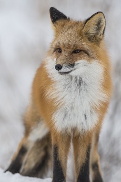 wolverxne:  Fox ~ by: Dan Newcomb Photography         