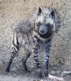 fenrislorsrai:  hyena,striped_LivDesert,Ca_2285 by chunt01 on